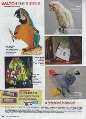 Ziggy in Birdtalk Magazine