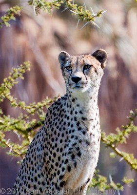 Wild Animal Park San Diego