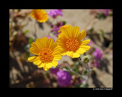 Anza Borrego Desert