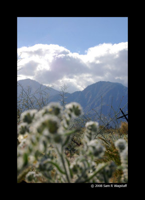 Borrego Desert