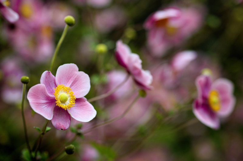 Japanese Anemone