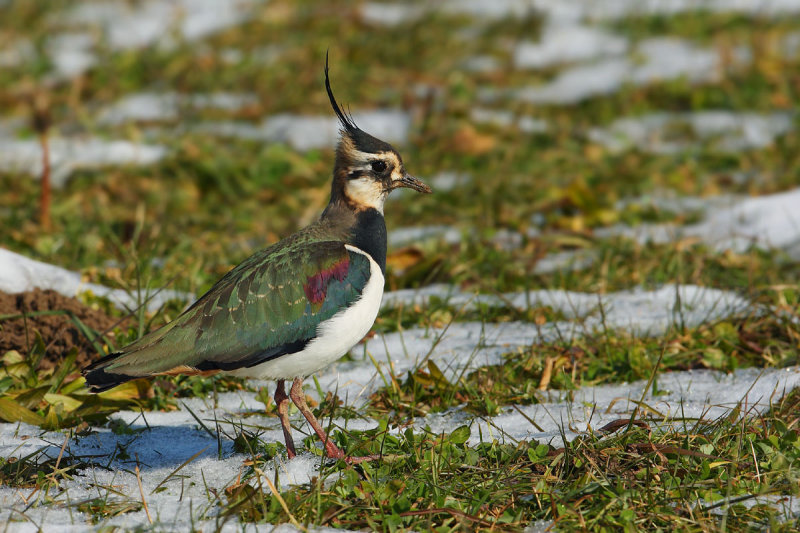 Lapwing (peewit, green plover, vanellus vanellus), Bremblens, Switzerland, February 2009