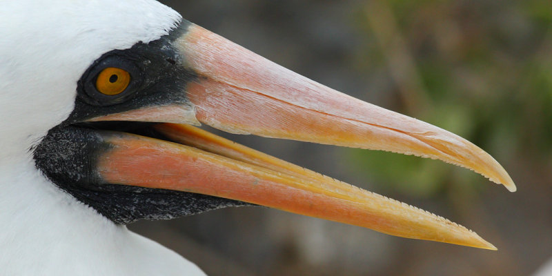 Masked booby (sula dactylatra), Isla Espaola (Galapagos), Ecuador, December 2008
