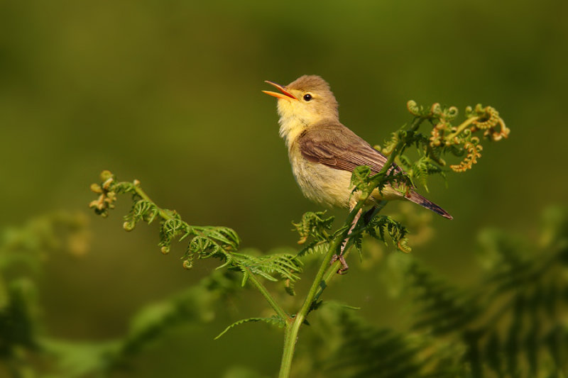 Melodious warbler (hippolais polyglotta), Zarautz, Spain (Euskadi), May 2009