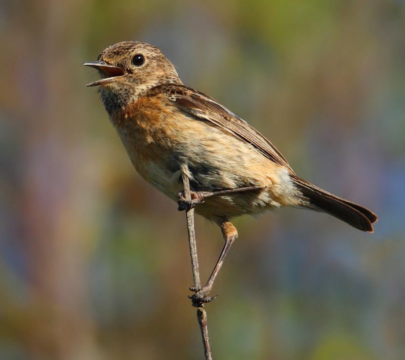 Stonechat (saxicola torquatus), Zarautz, Spain, May 2009