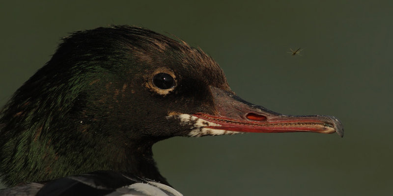 Goosander (mergus merganser), Saint-Sulpice, Switzerland, June 2009