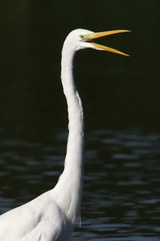 Great white egret (ardea alba), Chavornay, Switzerland, July 2009