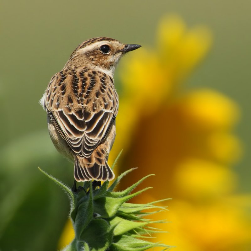 Whinchat (saxicola rubetra), Aclens, Switzerland, August 2009