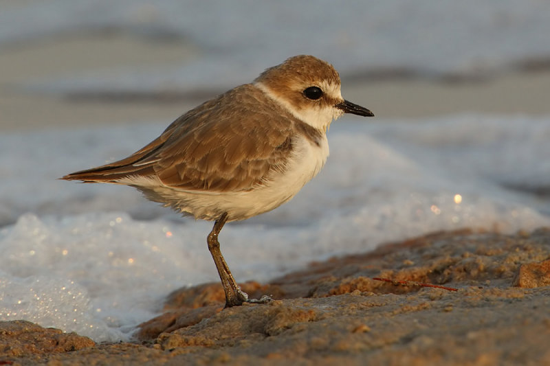 Kentish plover (charadrius alexandrinus), Torrevieja, Spain, September 2009