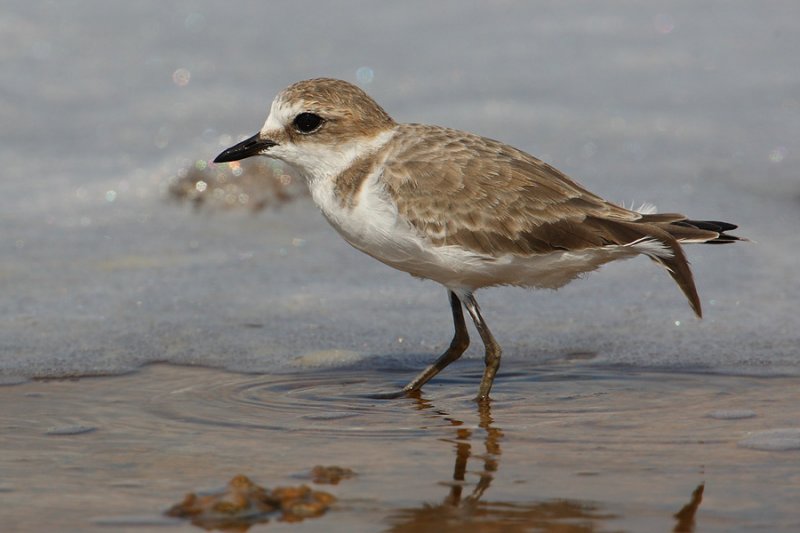 Kentish plover (charadrius alexandrinus), Torrevieja, Spain, September 2009