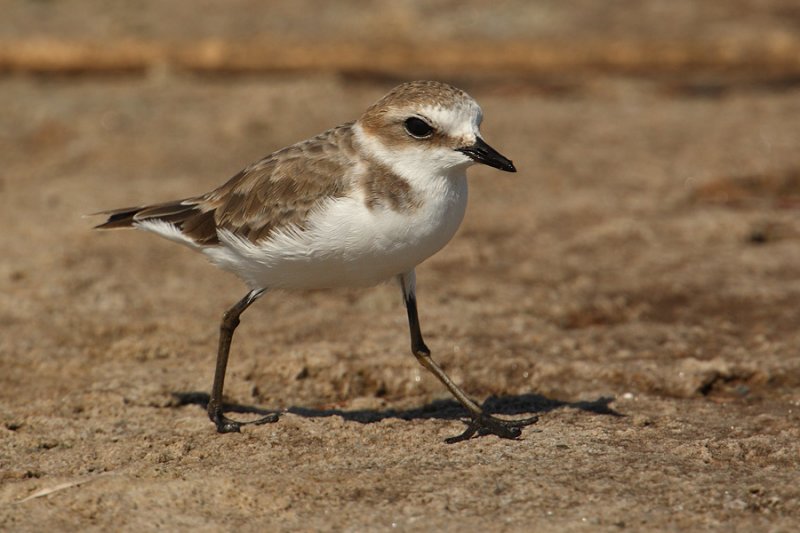 Kentish plover (charadrius alexandrinus), Torrevieja, Spain, September 2009