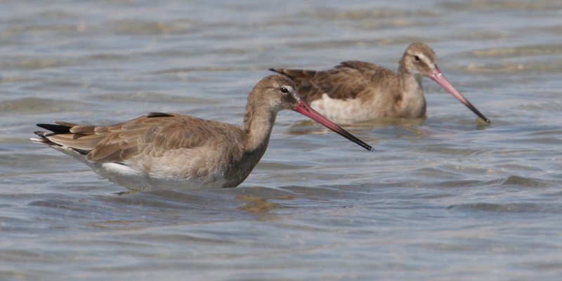 Black-tailed godwit (limosa limosa), Santa Pola, Spain, September 2009