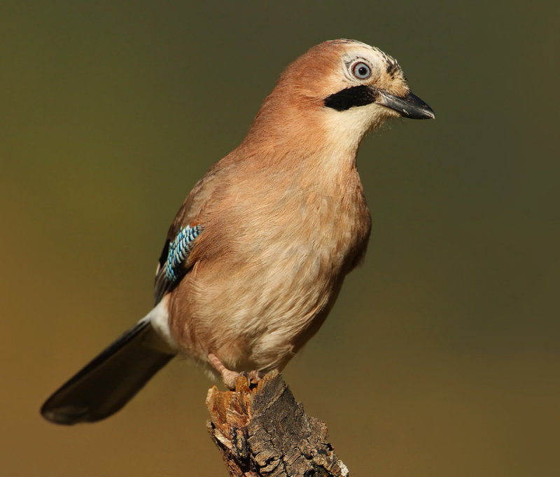 Eurasian jay (garrulus glandarius), Ayer, Switzerland, October 2009