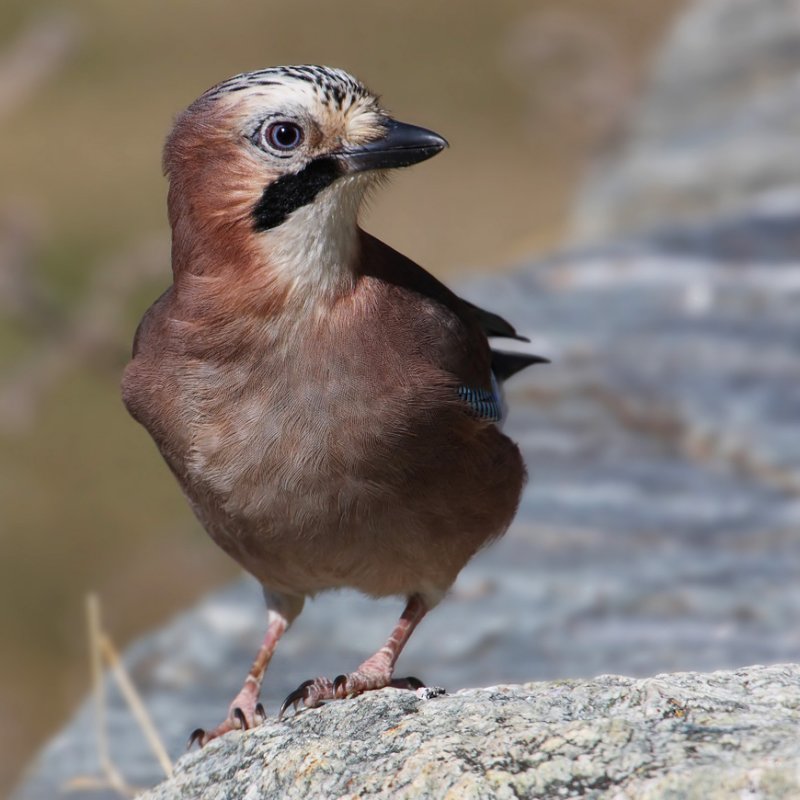 Eurasian jay (garrulus glandarius), Ayer, Switzerland, October 2009