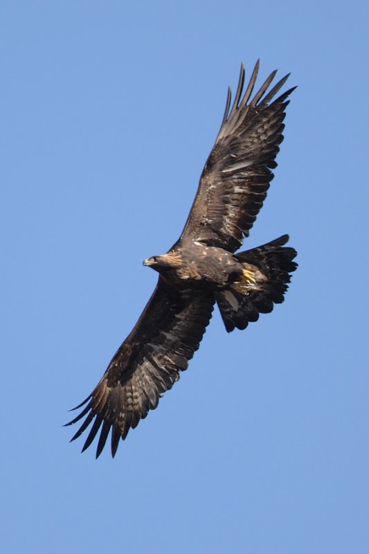 Golden eagle (aquila chrysaetos), Jeizinen, Switzerland, November 2008