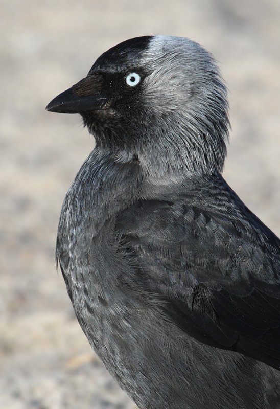 (Nordic) Jackdaw (corvus monedula monedula), Ystad, Sweden, June 2010