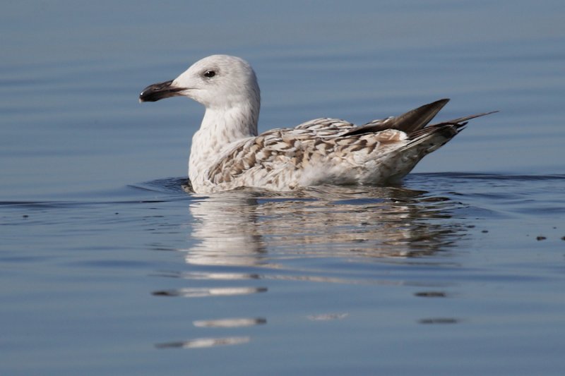 Greater black-backed gull (larus marinus), Ystad, Sweden, June 2010