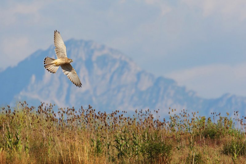 Common kestrel (falco tinnunculus), Grancy, Switzerland, July 2010