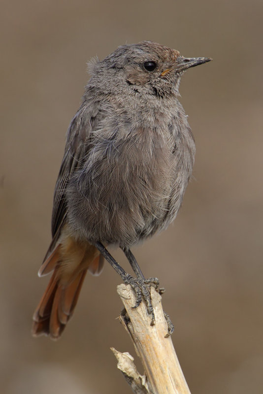 Black redstart (phoenicurus ochruros), Echandens, Switzerland, August 2010