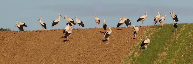 White stork (ciconia ciconia), Vullierens, Switzerland, August 2010