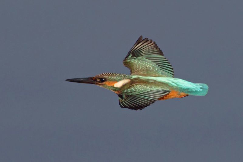 Kingfisher (alcedo atthis), Gialova, Greece, September 2010