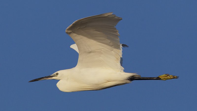 Little egret (egretta garzetta), Gialova, Greece, September 2010