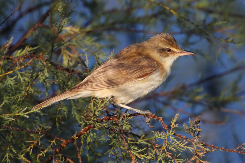 Great reed warbler (acrocephalus arundinaceus), Gialova, Greece, September 2010