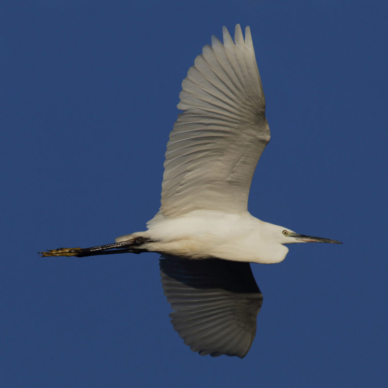 Little egret (egretta garzetta), Gialova, Greece, September 2010