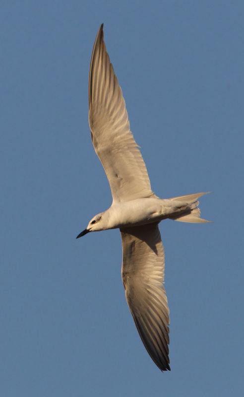  Gull-billed tern (gelochelidon nilotica), Gialova, Greece, September 2010