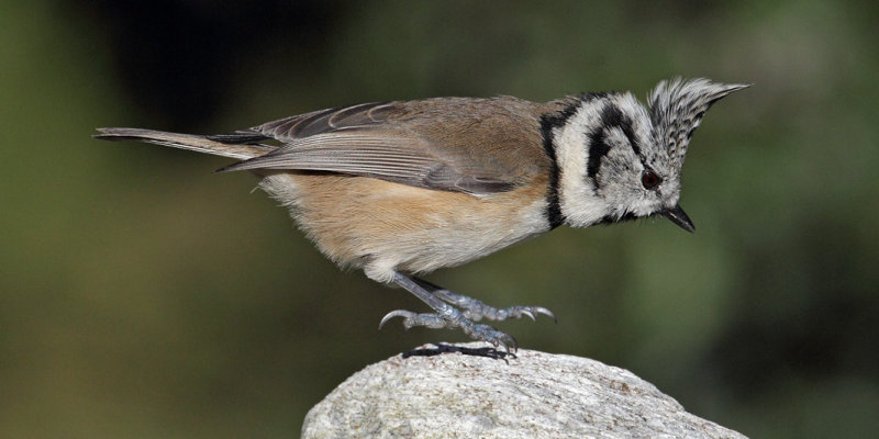 Crested tit (lophophanes cristatus), Ayer, Switzerland, October 2010