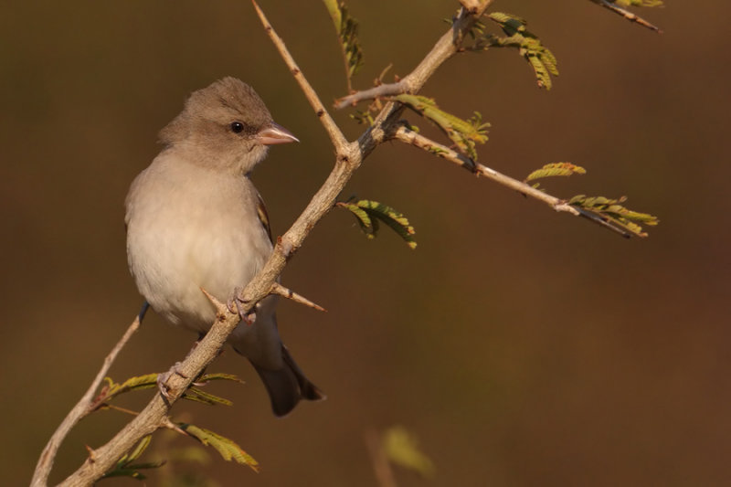Chestnut-shouldered petronia (petronia xanthocollis), Ranthambore, India, December 2009
