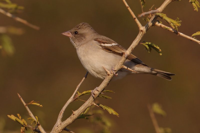 Chestnut-shouldered petronia (petronia xanthocollis), Ranthambore, India, December 2009