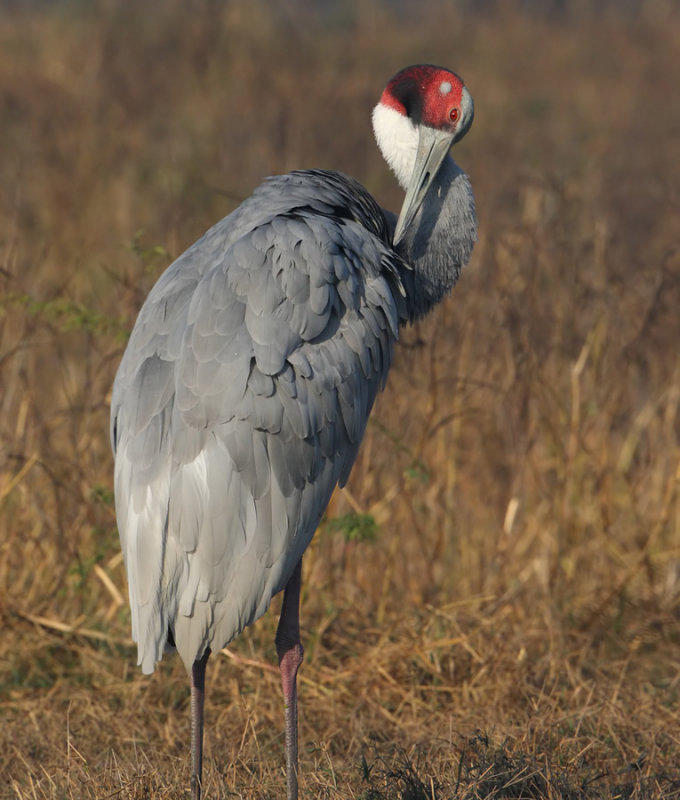Sarus crane (grus antiogone), Bharatpur, India, December 2009