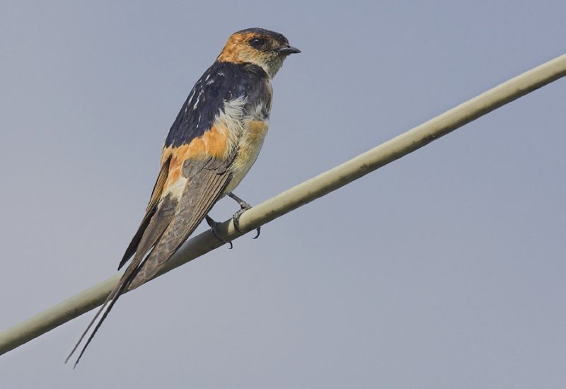 Red-rumped swallow (cecropis daurica), Dimitsana, Greece, September 2006