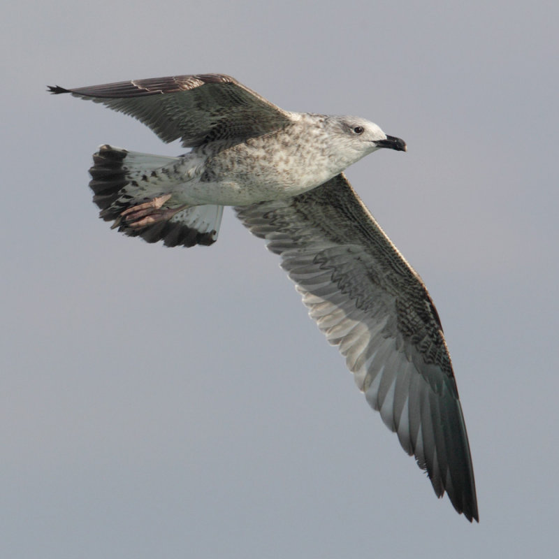 Yellow-legged gull (larus michahellis), Portalban, Switzerland, October 2010