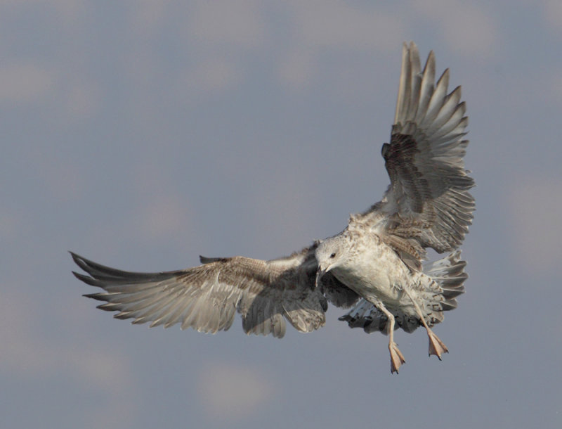 Yellow-legged gull (larus michahellis), Portalban, Switzerland, October 2010