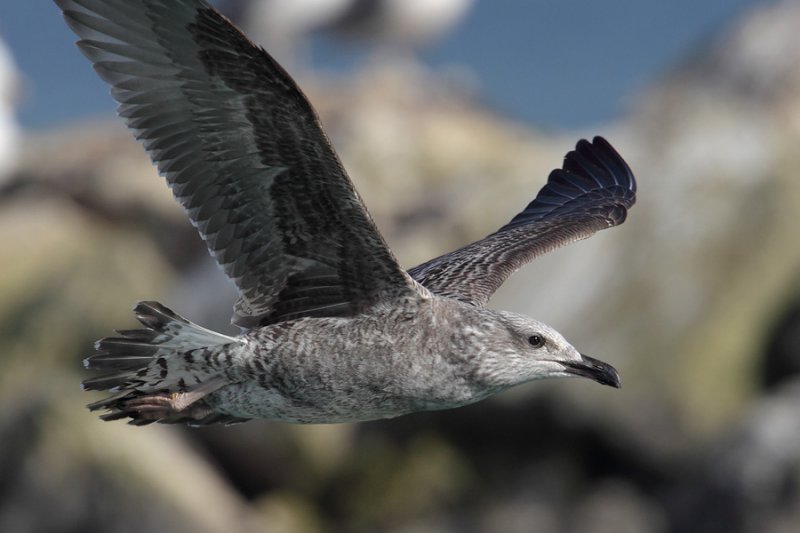 Yellow-legged gull (larus michahellis), Portalban, Switzerland, October 2010