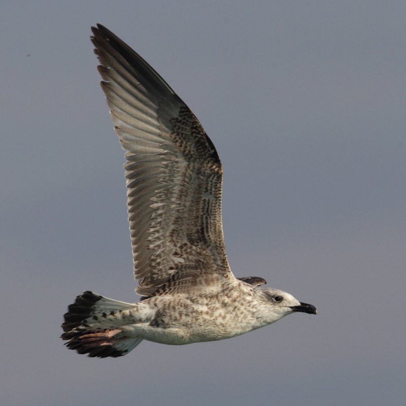 Yellow-legged gull (larus michahellis), Portalban, Switzerland, October 2010