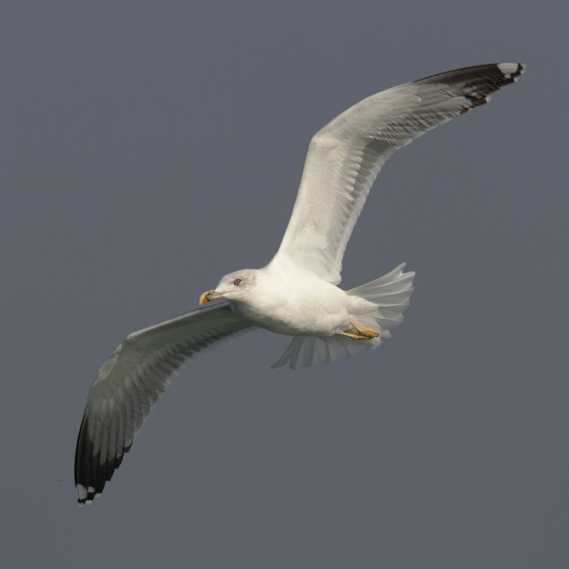 Yellow-legged gull (larus michahellis), Portalban, Switzerland, October 2010