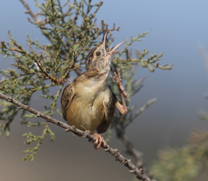 Zitting cisticola (cisticola juncidis), Gialova, Greece, September 2006