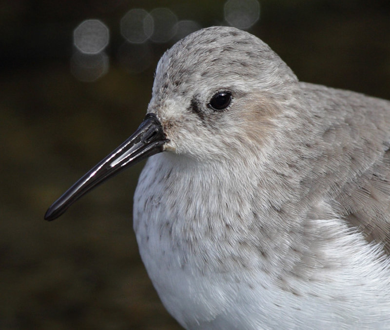  Dunlin (calidris alpina), Morges, Switzerland, November 2010