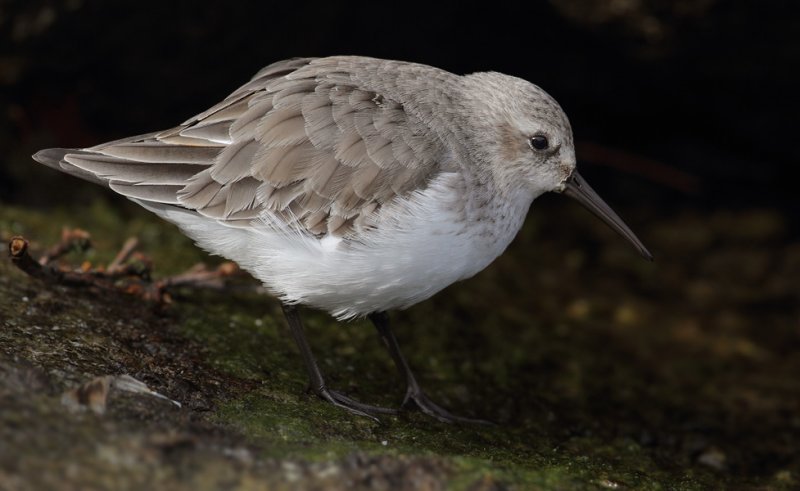  Dunlin (calidris alpina), Morges, Switzerland, November 2010