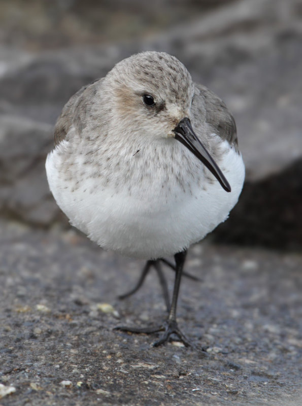  Dunlin (calidris alpina), Morges, Switzerland, November 2010