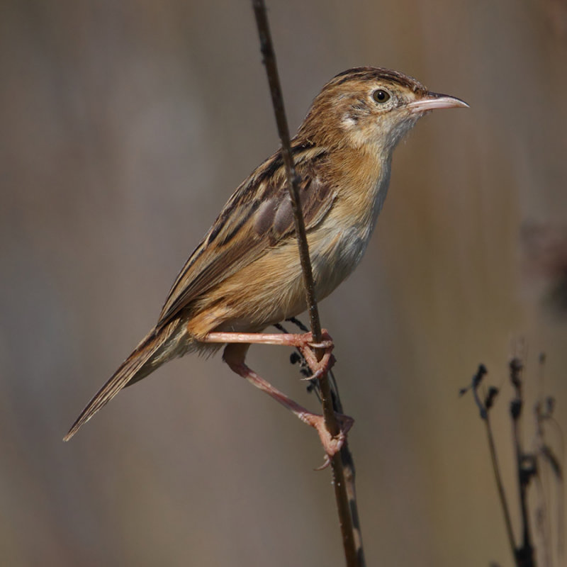 Zitting cisticola (cisticola juncidis), Gialova, Greece, September 2010