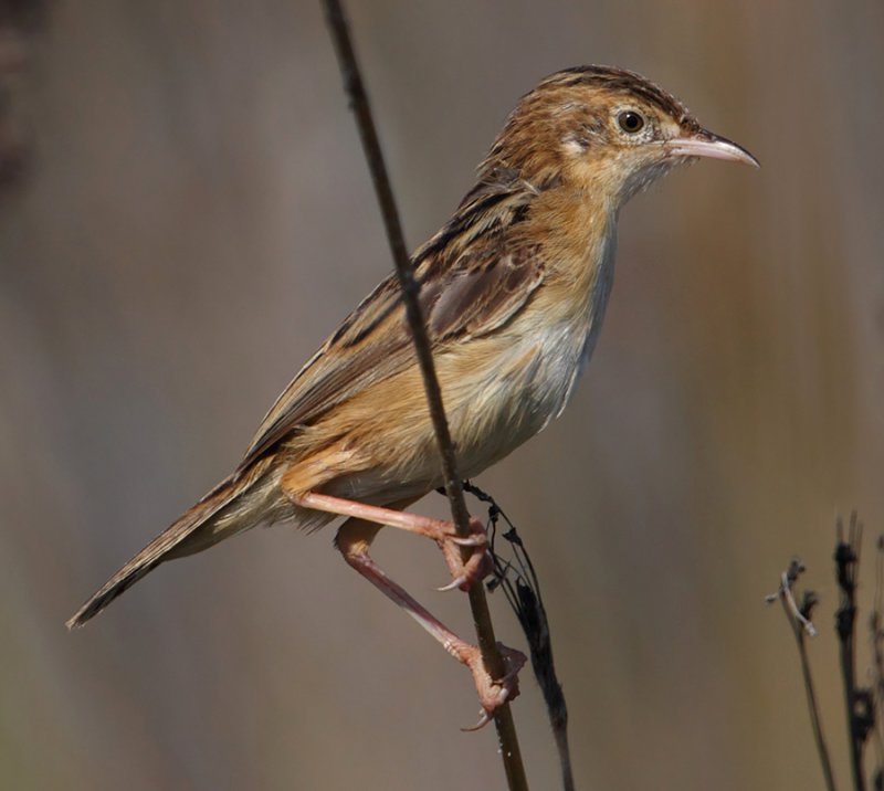 Zitting cisticola (cisticola juncidis), Gialova, Greece, September 2010