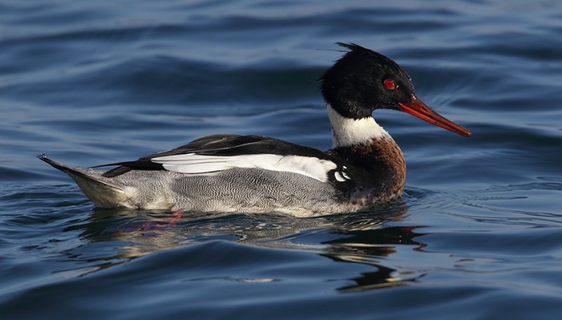 Red-breasted merganser (mergus serrator), Saint-Prex, Switzerland, November 2010