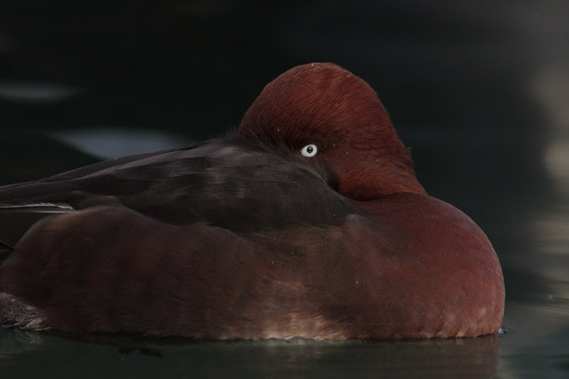 Ferruginous duck (aythya nyroca), Morges, Switzerland, November 2010