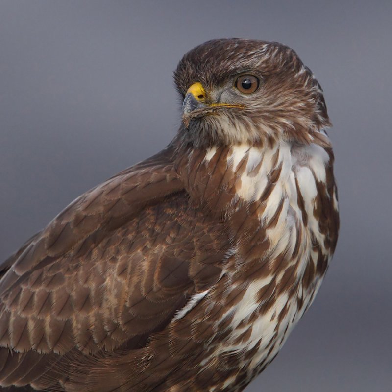 Common buzzard (buteo buteo), Vouvry, Switzerland, January 2011