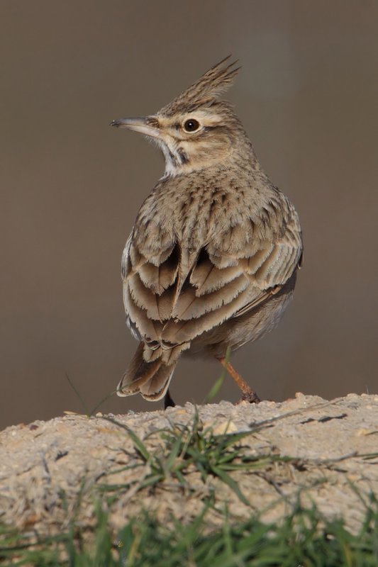 Crested lark (galerida cristata pallida), Bonete, Spain, January 2011