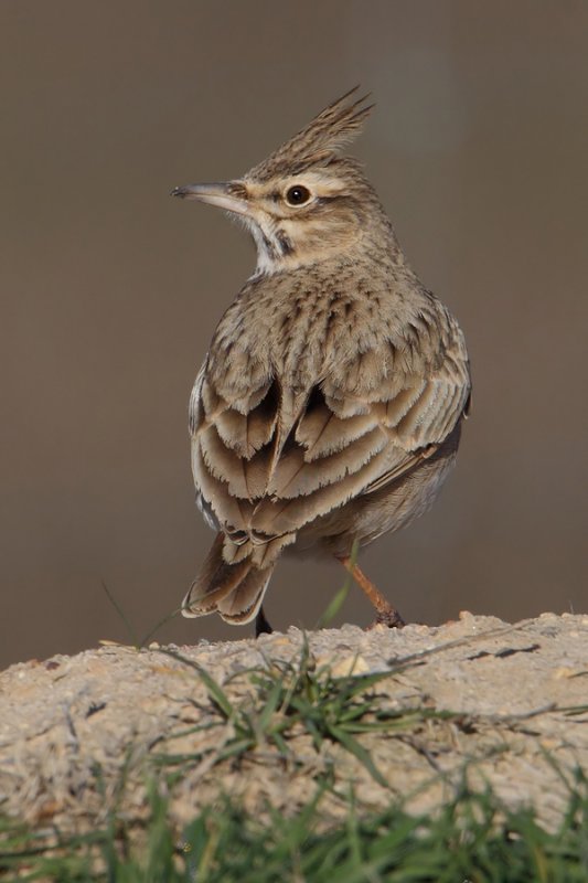 Crested lark (galerida cristata pallida), Bonete, Spain, January 2011